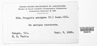 Uropyxis amorphae image